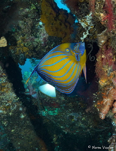 Blue-Ringed Angelfish at the Wreck of the Liberty in Bali by Norm Vexler 